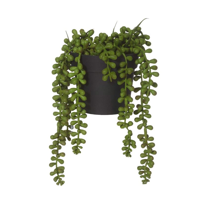 Rogue – String of Pearls Green in Garden Pot 14x14x23cm