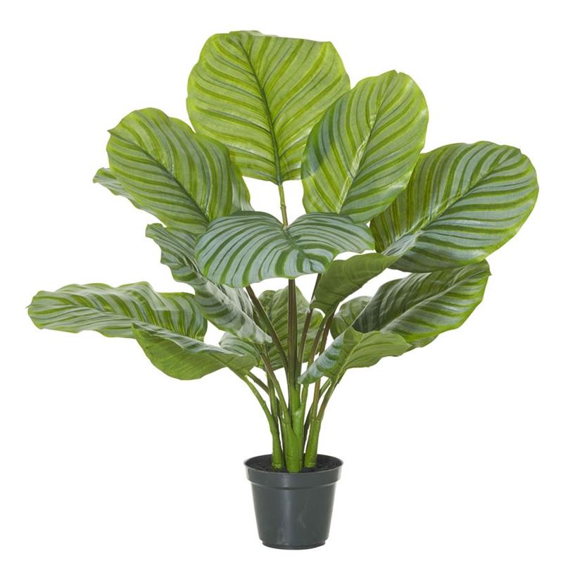 Rogue – Calathea Plant in Garden Pot 50x50x64cm
